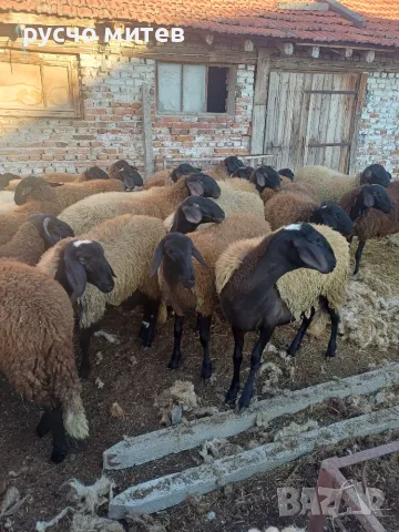 Агнета за разплод и клане, снимка 7 - Овце - 51674999