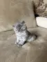 Персийски котета, снимка 4