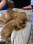 Кученца кокер шпаньол, снимка 4