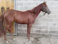Продавам кобила Куотър хорс ., снимка 5
