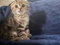 Британски котета, снимка 5