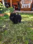 Померанчета момиченца и момченца!, снимка 7