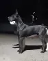 Немски дог Great dane, снимка 1