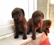 шоколадови лабрадори , снимка 10