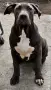 Американско Були Хл American bully Xl , снимка 4
