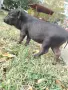 Мини прасенце Американско , снимка 1