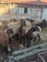 Агнета за разплод и клане, снимка 7