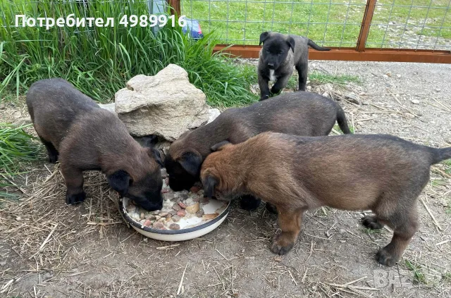 Продавам Кученца Малиноа, снимка 6 - Белгийска овчарка - 56647160
