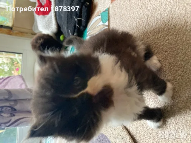 Персийски котета, снимка 5 - Персийска - 56681810