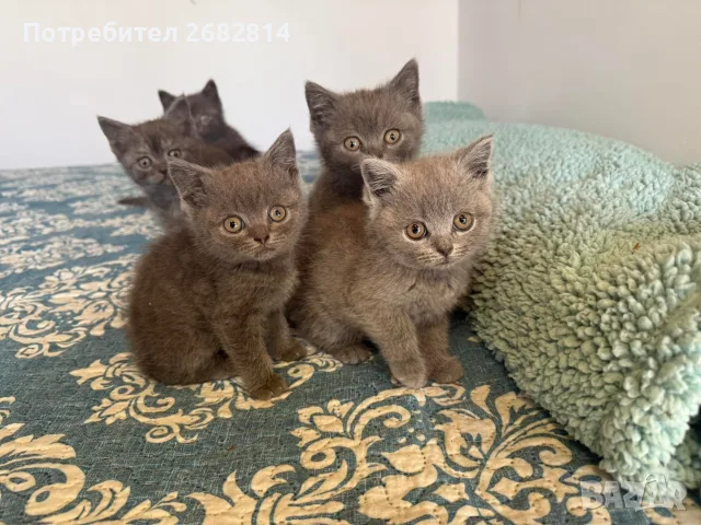 Британски котенца, снимка 2 - Британска късокосместа - 56593849