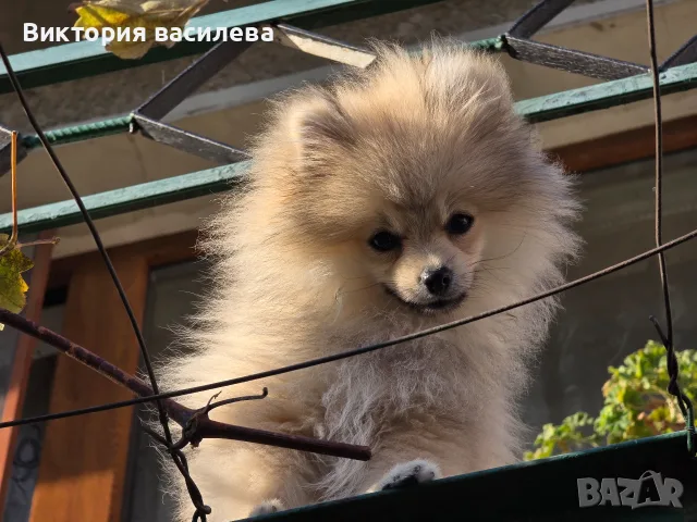 Свободен померан Мъжки