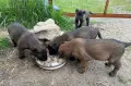 Продавам Кученца Малиноа, снимка 6