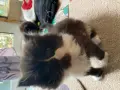 Персийски котета, снимка 5