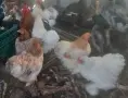 петлета и кокошки мини кохин, снимка 1