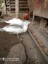 Млади Неми патици , снимка 5