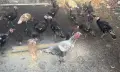 Пуйки на 4-месеца , снимка 2