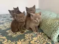 Британски котенца, снимка 2