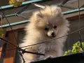 Свободен померан Мъжки, снимка 1