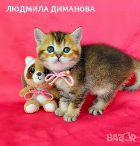 Златна чинчила момиче , снимка 4 - Британска късокосместа - 56577921