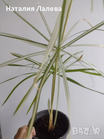 Циперус, водна палма, cyperus variegata, снимка 4 - Стайни растения - 56666030