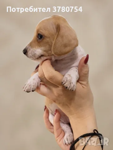 Дакел dachshund , снимка 4 - Дакели - 56691920