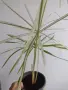 Циперус, водна палма, cyperus variegata, снимка 4