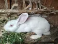 Зайци ,,Бял Великан", снимка 3