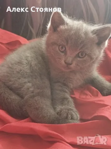 Британска котка