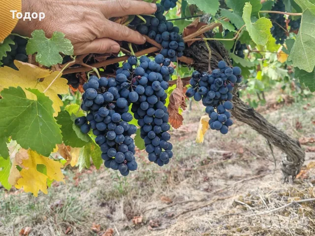 Продавам Грозде, снимка 9 - Домашни продукти - 56619585