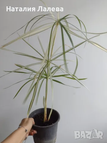 Циперус, водна палма, cyperus variegata, снимка 5 - Стайни растения - 56666030