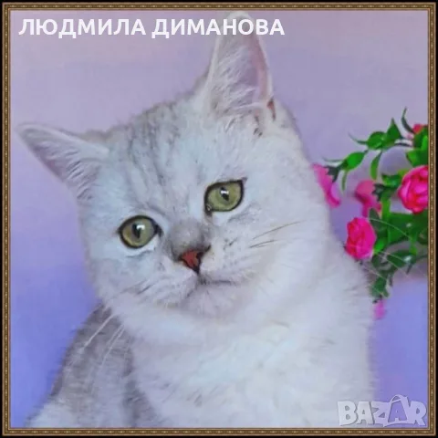Златна чинчила момиче. , снимка 7 - Чинчили - 56632407