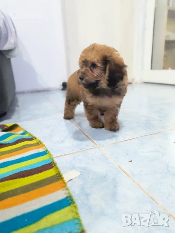 МалТипу ♥️🐶🐶🐶🐶🐶, снимка 2 - Пудели - 56741548