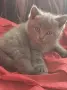 Британска котка, снимка 1