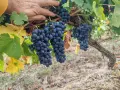 Продавам Грозде, снимка 9