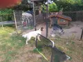 Кученца английски сетер, снимка 5