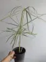 Циперус, водна палма, cyperus variegata, снимка 5