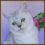 Златна чинчила момиче. , снимка 7