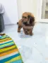 МалТипу ♥️🐶🐶🐶🐶🐶, снимка 2