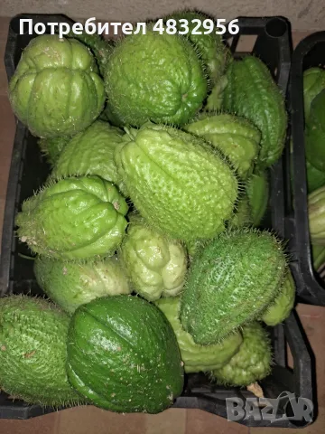 Мексикански краставици (Чайот), снимка 3 - Домашни продукти - 56646819