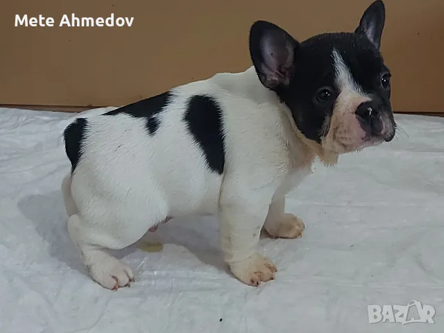 Френски булдочета 