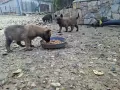 Белгийска овчарка, снимка 11