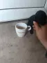 той мини пудел мн малко уникално , снимка 2