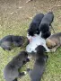 каракачански кученца, снимка 3
