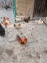 Продавам кокошки шабо,, снимка 2