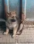 Кученца овчарки , снимка 3