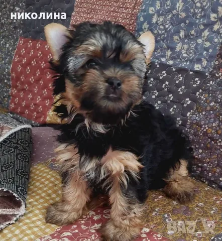 продавам йоркширски териер , снимка 3 - Йоркширски териер - 56617065