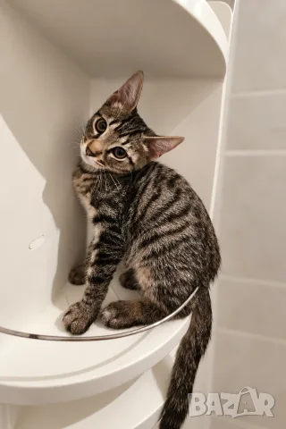 Подарявам котета/Котета търсят дом, снимка 4 - Други - 56457343