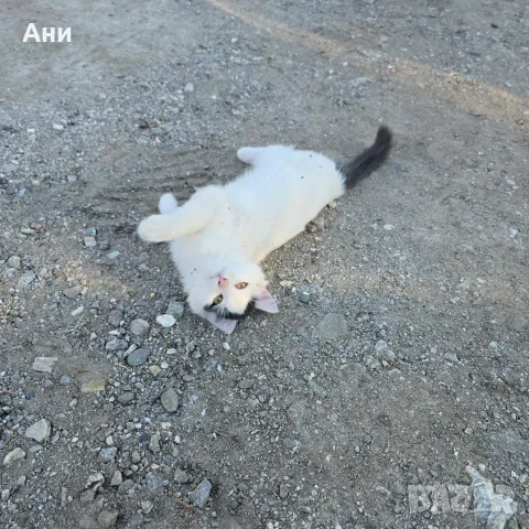 Коте на три месеца, снимка 5 - Други - 56636418