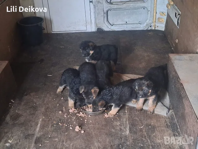 Немски овчарки !!, снимка 6 - Немска овчарка - 56748864