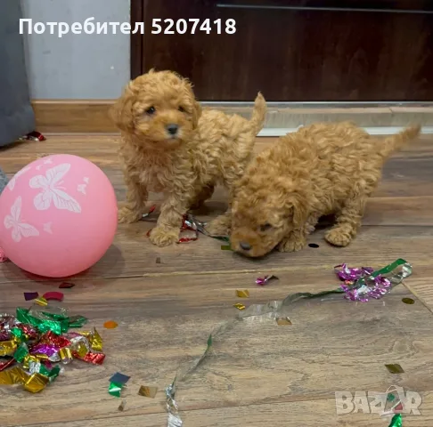 Пудел той, момиче и момче, снимка 3 - Пудели - 56569066